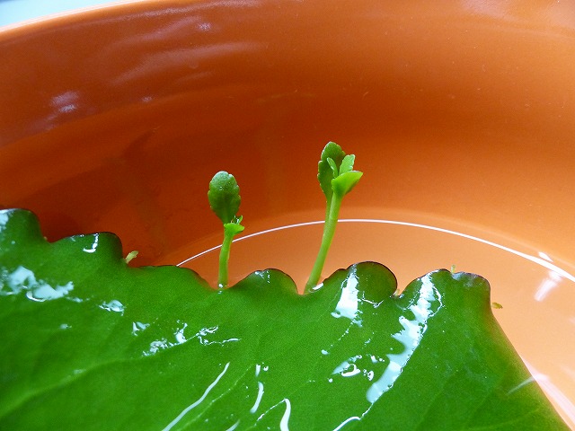 P1130067
